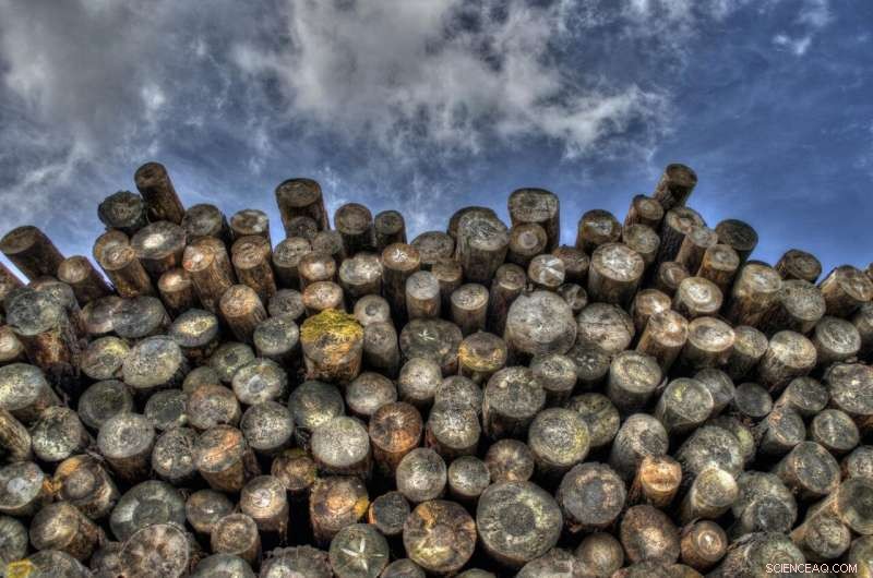 Logging Amplifies Severity of Recent Australian Wildfires, Study Finds