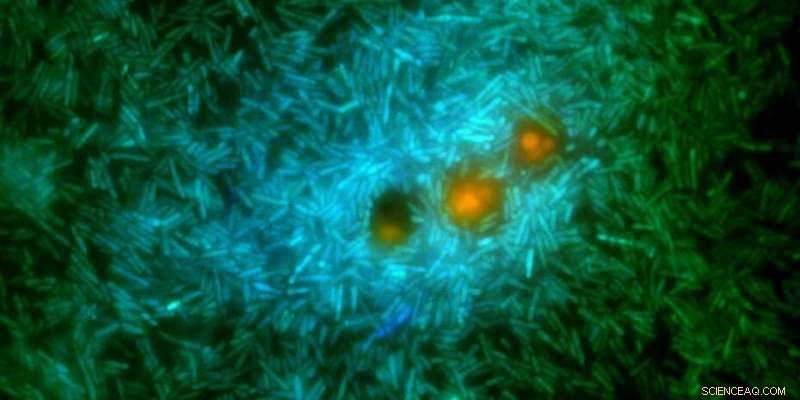 Bacteria’s Role in Shaping Cloud Formation Unveiled