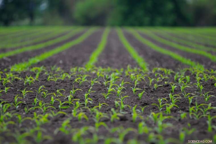 Revolutionary Soil Test Detects RNAi Pesticide Levels