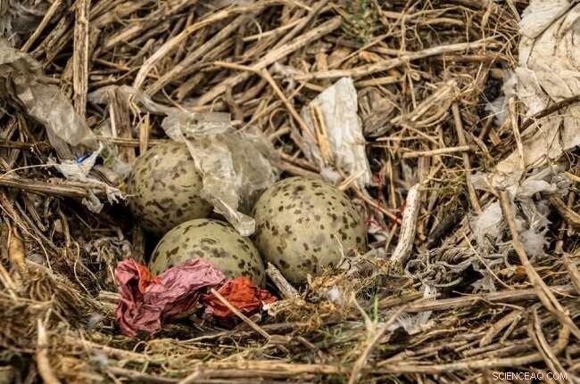 80% of Seabird Nests Contain Plastic Debris: New Study Reveals Alarming Findings