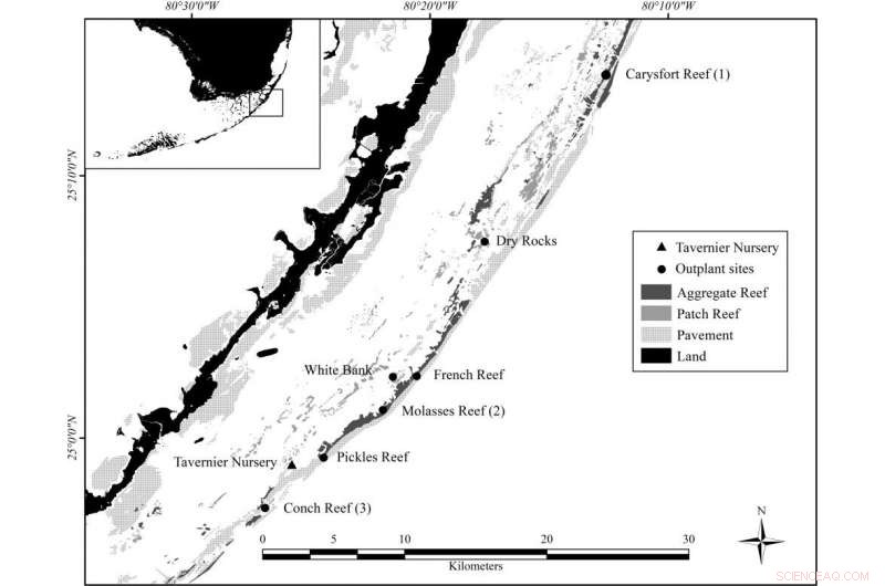 Promising Results from Staghorn Coral Restoration Projects in the Florida Keys