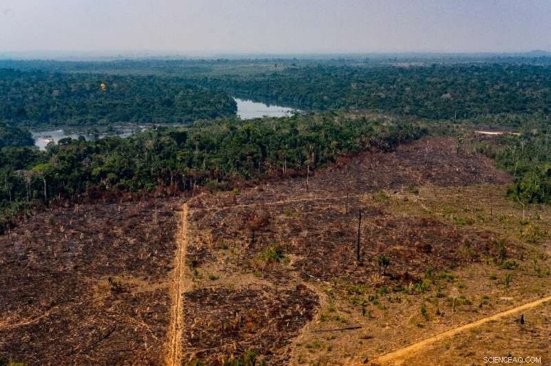 Brazilian Amazon Deforestation Hits New Jan‑Apr Record