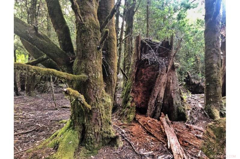 Tasmanian Rainforest: From Aboriginal-Maintained Savanna to Colonial Change