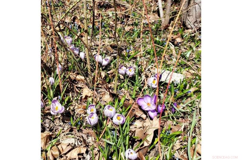 Extended Growing Seasons Offer Limited Climate Change Mitigation