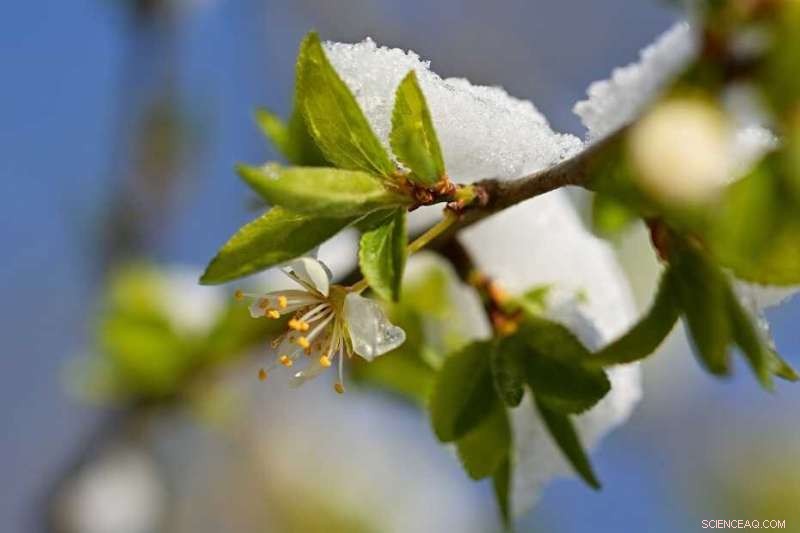 Europe and Asia Forests Face Heightened Risk from Late‑Spring Frosts