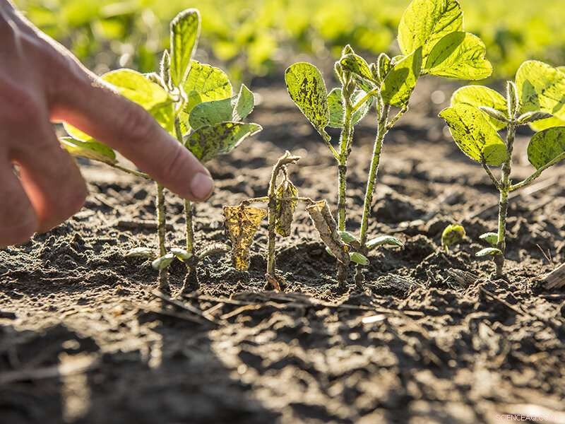Optimizing Soybean Seeding Rates to Mitigate Crop Loss Risk