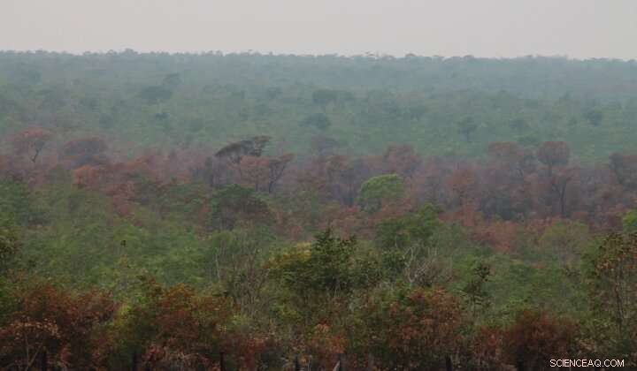 Land Rights Are Key to Safeguarding Brazil’s Biodiversity and Indigenous Cultures