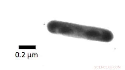 Marine Waste Management: Boosting Recycling Efficiency with Marine Microbes