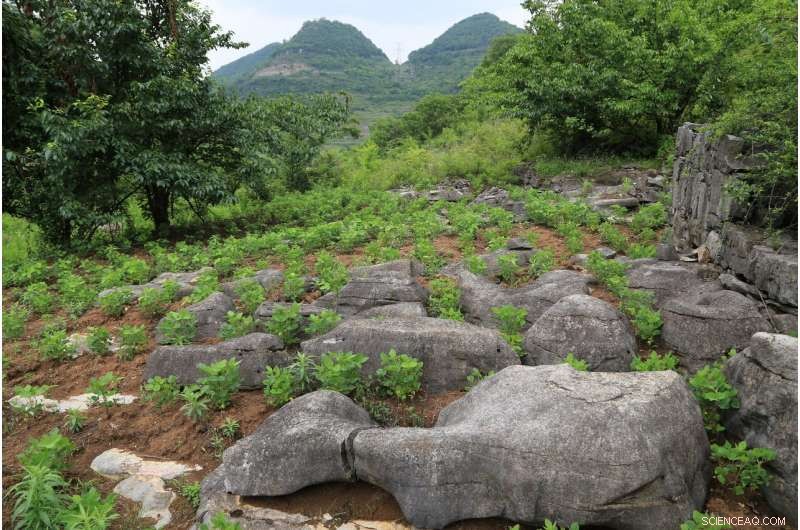 How Bedrock Chemistry Restricts Vegetation in Karst Regions – Insights from Recent Research