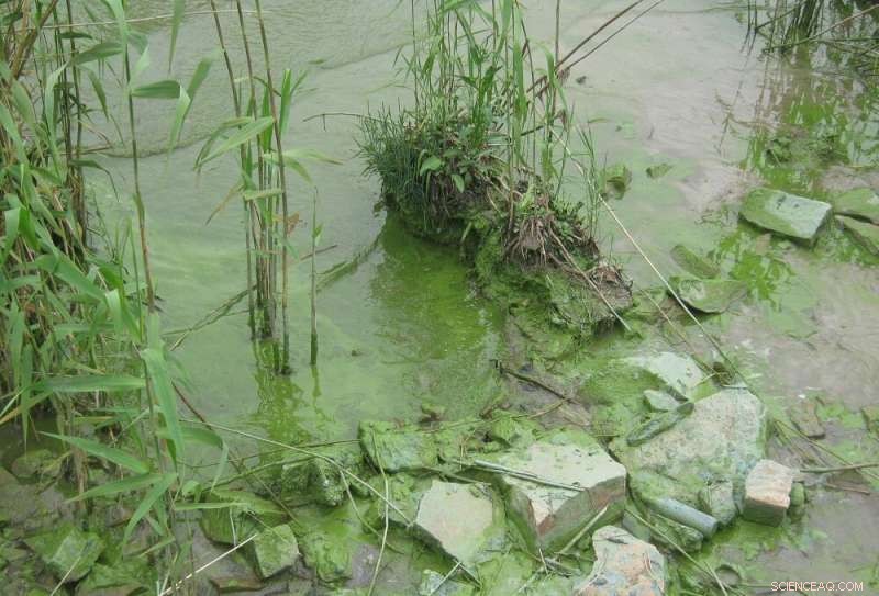 Balancing Nitrogen and Phosphorus: Why Wastewater Purification Can Trigger Algal Blooms