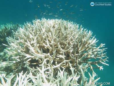 How Climate Stressors Decimated the Great Barrier Reef in 2016