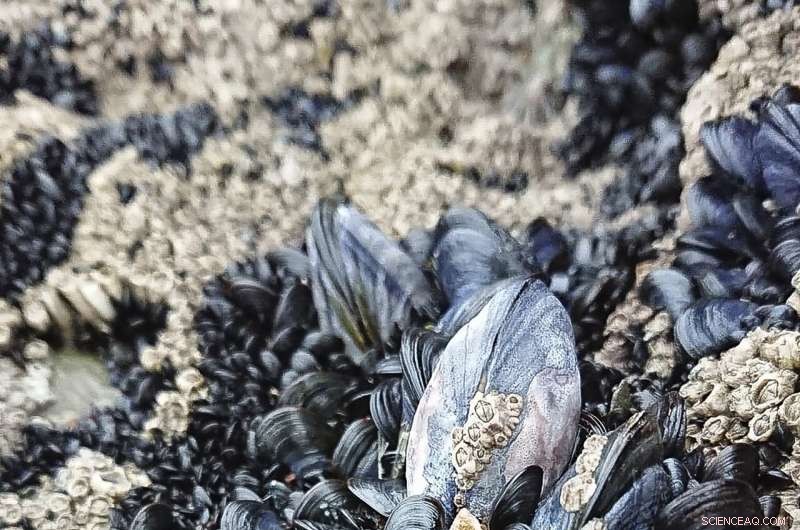 Mussel Reefs Amplify Microplastic Exposure Risks for Seafood Consumers