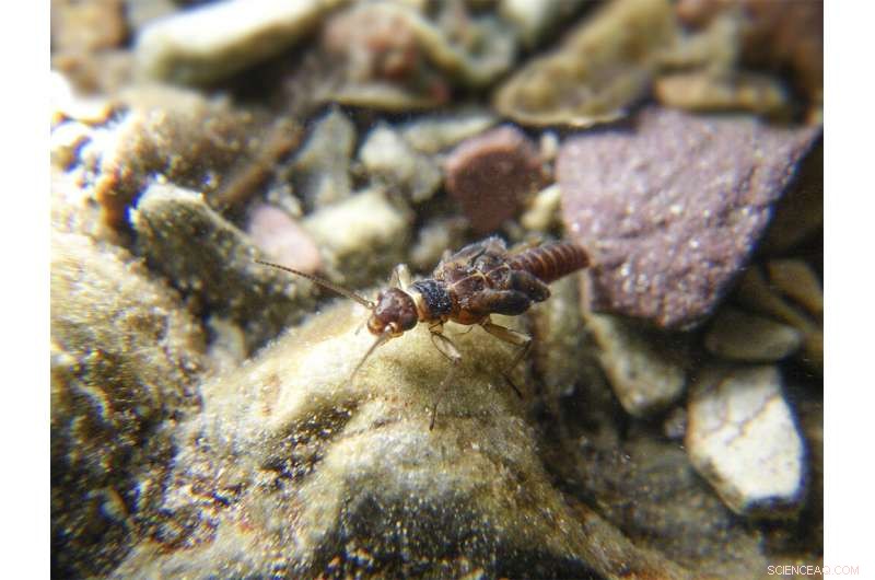 Study Reveals Melting Glaciers Preserve Biodiversity in Meltwater Streams