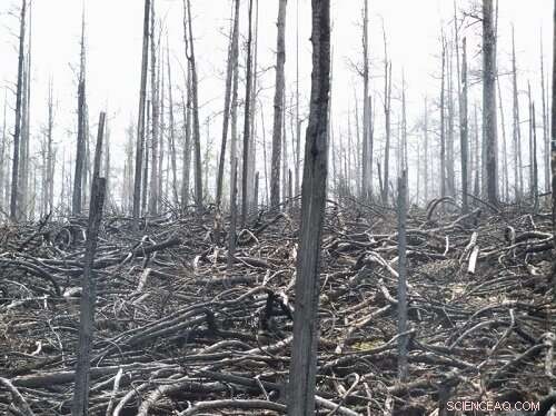 How Fire-Derived Aerosols Reduce Global Terrestrial Ecosystem Productivity