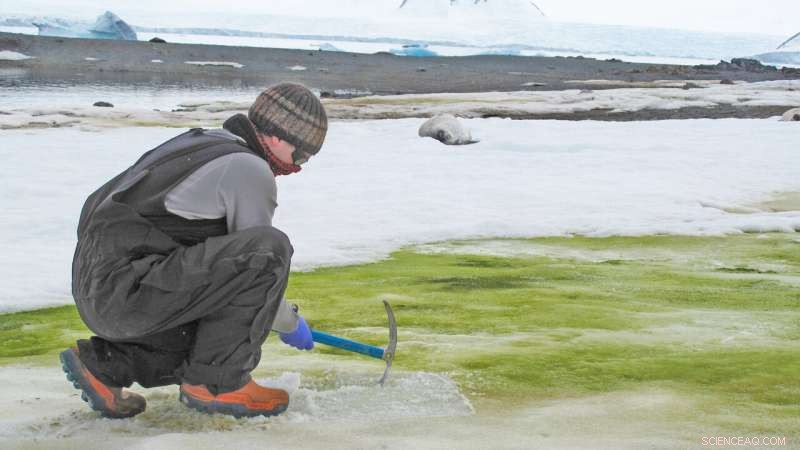 Scientists Warn: Climate Change May Turn Coastal Antarctica Green