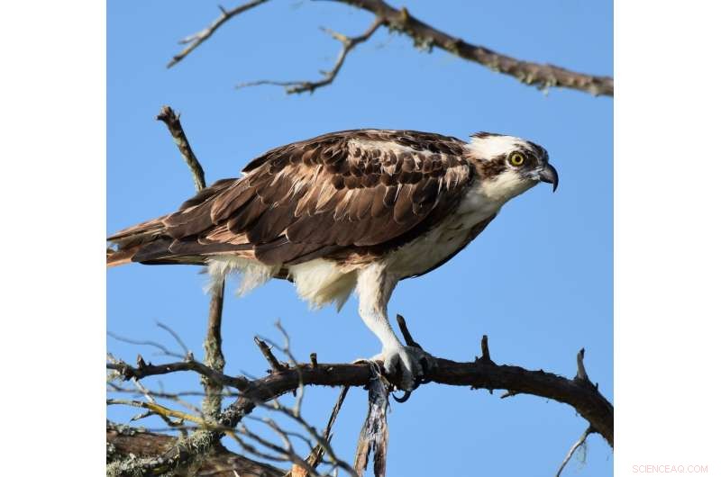 New Research Detects Microplastics in Florida Birds of Prey for the First Time