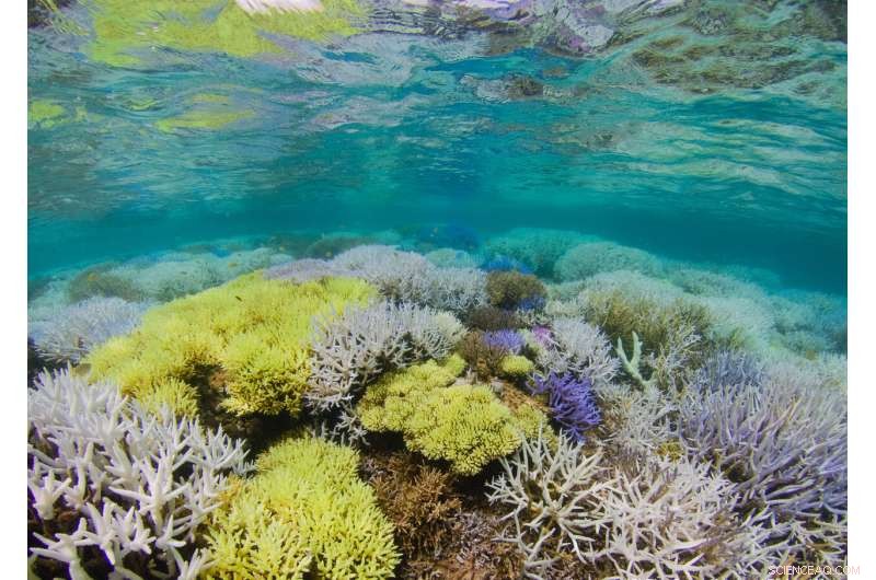 Glowing Coral Reefs Fight to Recover: New Southampton Study Reveals How