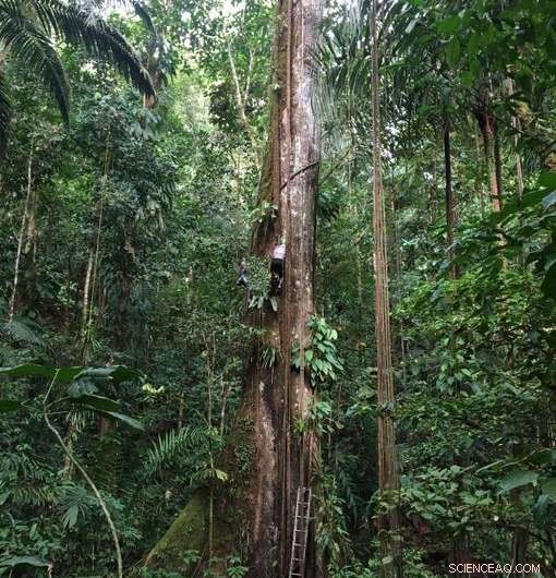 How Tropical Forests Adapt to Rising Temperatures: Limits and Resilience