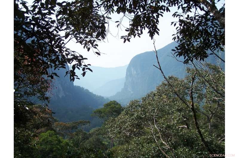 How Tropical Forests Adapt to Rising Temperatures: Limits and Resilience