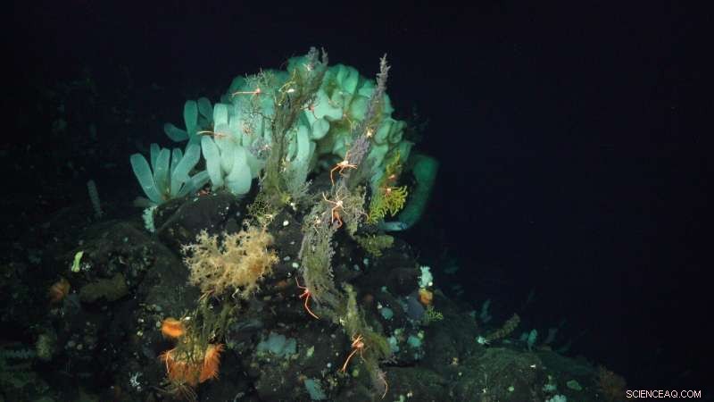 Deep Ocean Warming Accelerates: Emerging Threats for Marine Life