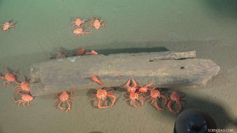 Deep Ocean Warming Accelerates: Emerging Threats for Marine Life