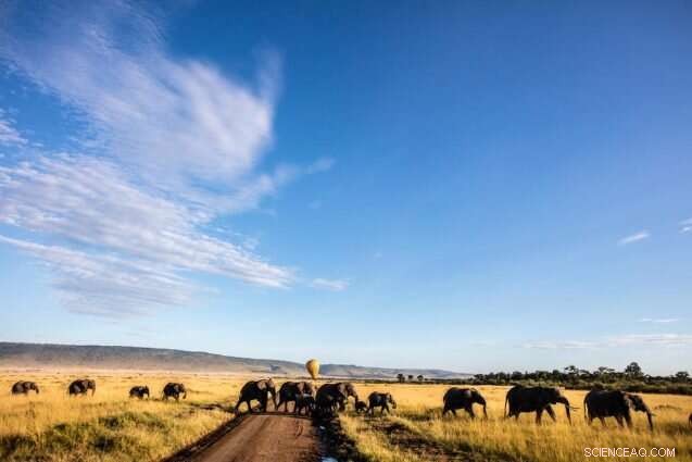 Harnessing Nature and Conservation for Africa’s COVID-19 Recovery