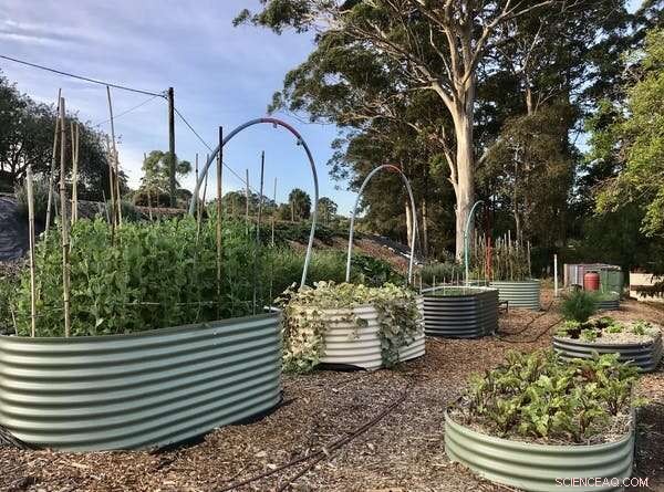 Continue Growing Your Own Veggies Post-Pandemic: Tips to Keep Your Green Thumb Alive