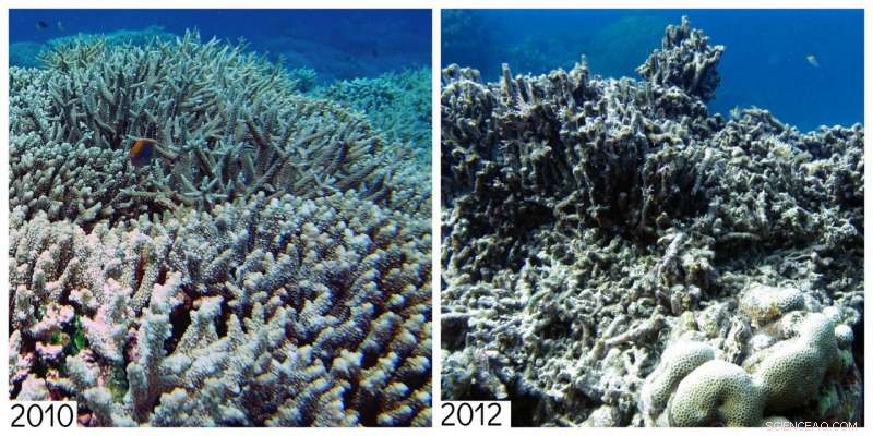 Cyclones Can Harm Coral Reefs Up to 1,000 km Away