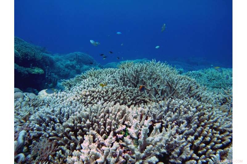 Cyclones Can Harm Coral Reefs Up to 1,000 km Away