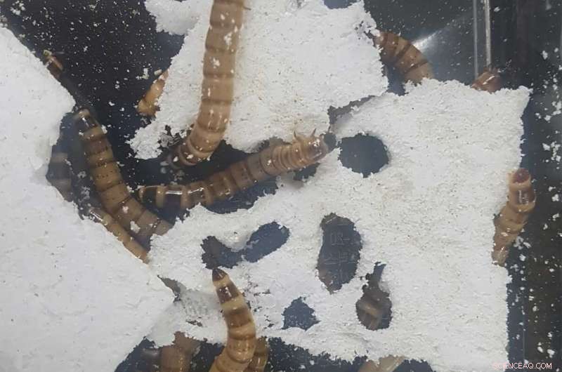 Superworms Degrade Plastic With the Help of Gut Bacteria