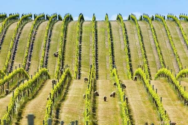 New Zealand Government Rejects Scientific Advice in Water Quality Initiative