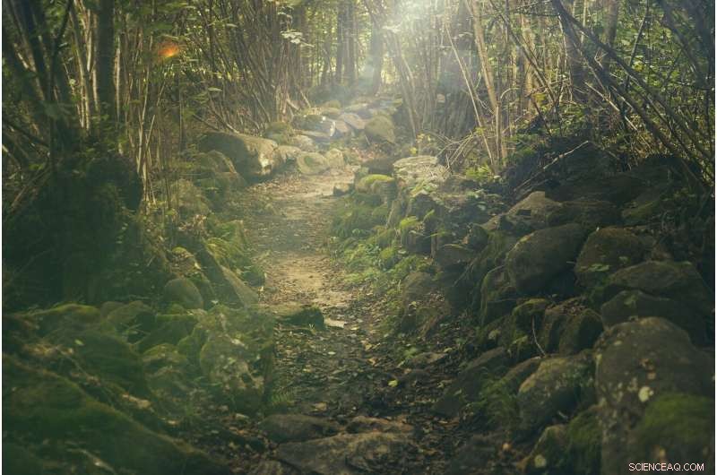 Climate Scientists Develop Comprehensive Model Forecasting Global Forest Growth to 2060