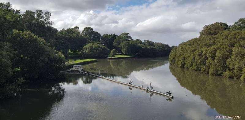 Storm Drives 40-Fold Surge in Microplastics in Sydney’s Cooks River