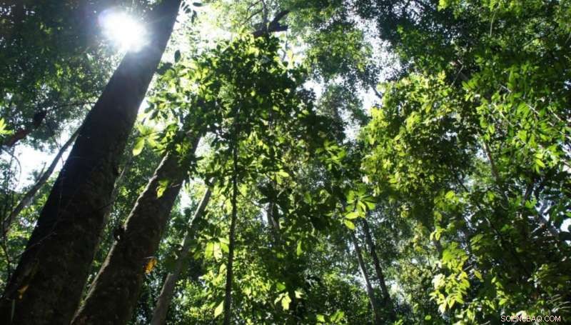 71% of Tropical Forests Will Be Endangered by 2035