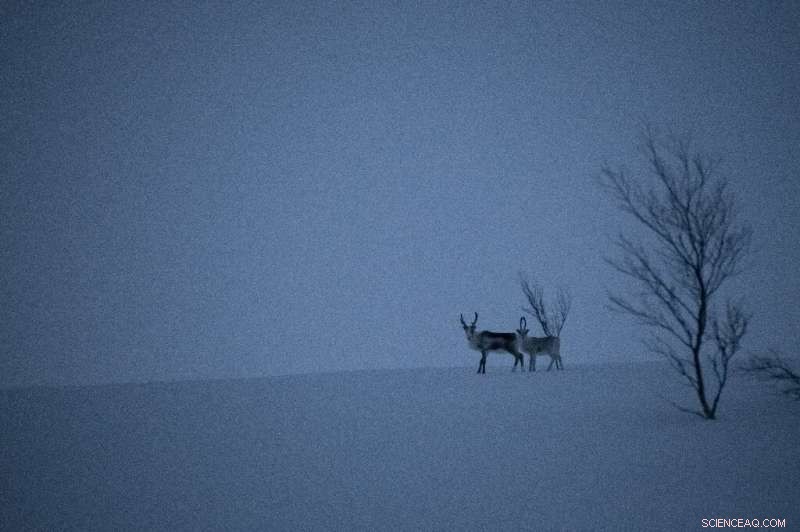 Virus Outbreak Challenges Record-Breaking Arctic Expedition