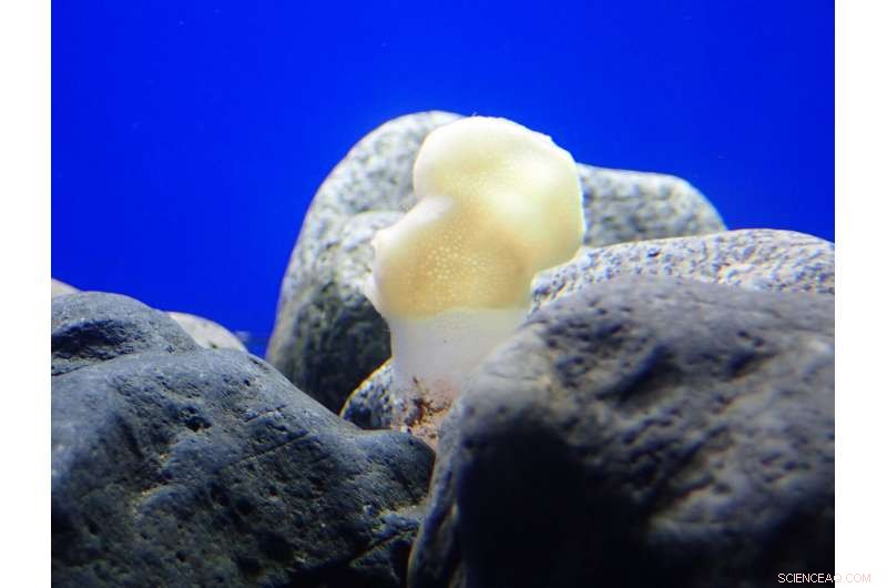 Glass Sponge Reefs Face Climate Crisis—Urgent Protection Needed