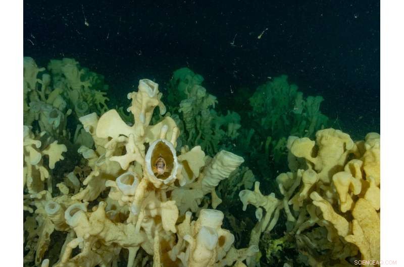 Glass Sponge Reefs Face Climate Crisis—Urgent Protection Needed
