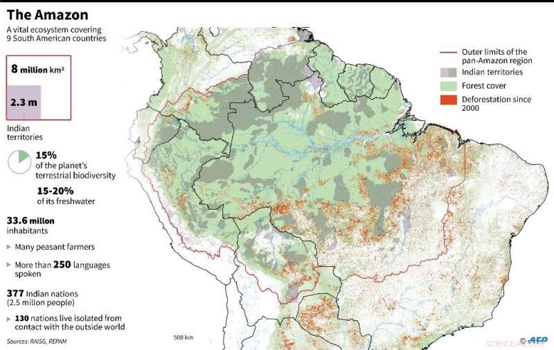 Rainforest Loss: One Football Pitch Destroyed Every Six Seconds