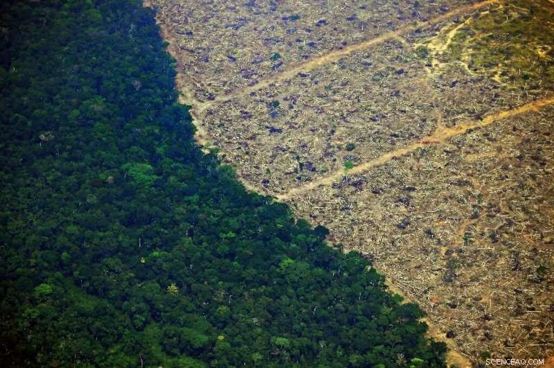 Rainforest Loss: One Football Pitch Destroyed Every Six Seconds