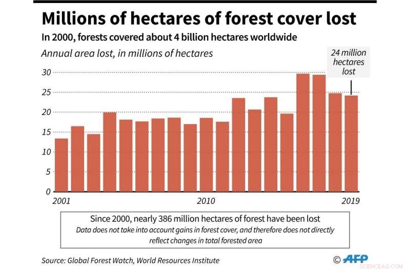 Rainforest Loss: One Football Pitch Destroyed Every Six Seconds