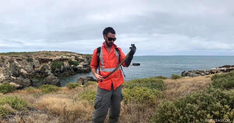 Urban Wetlands Threaten Tiger Snakes: Heavy Metal Accumulation in Livers Raises Environmental Red Flag