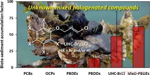 New Bioaccumulative Compounds Identified in Marine Bivalves: Insights from Ehime University Study
