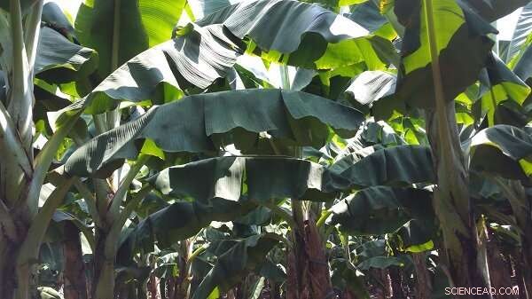 Eco-Hydrological Impact of Banana Plantations in Xishuangbanna: A Comprehensive Study