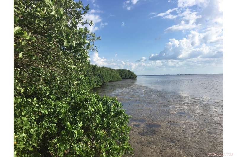 Mangrove Ecosystems at Risk: They May Fail to Survive 2050 Sea‑Level Rise Without Emission Cuts