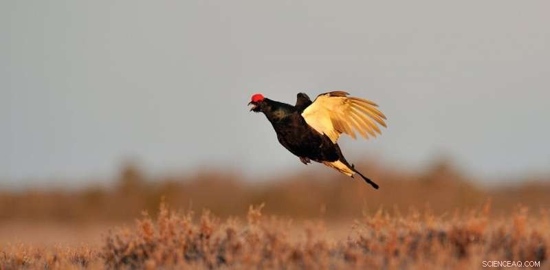 Rewilding Reveals: Rare Birds Return After Livestock Grazing Ceases