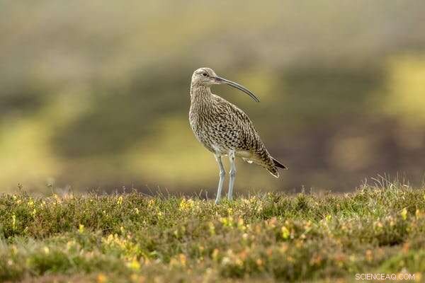 Rewilding Reveals: Rare Birds Return After Livestock Grazing Ceases