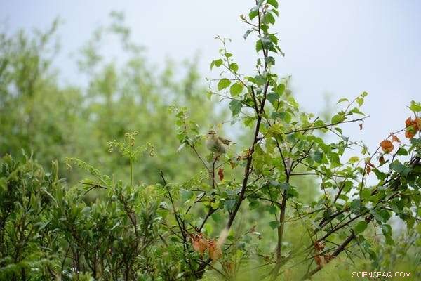 Rewilding Reveals: Rare Birds Return After Livestock Grazing Ceases