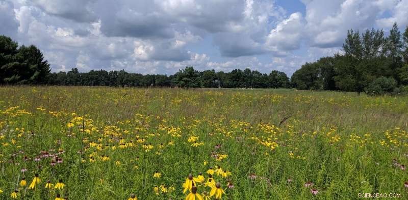 How Rain Influences the Success of Prairie Restoration Efforts