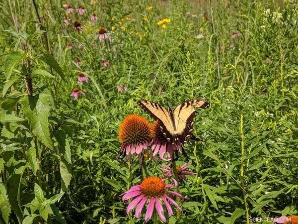 How Rain Influences the Success of Prairie Restoration Efforts