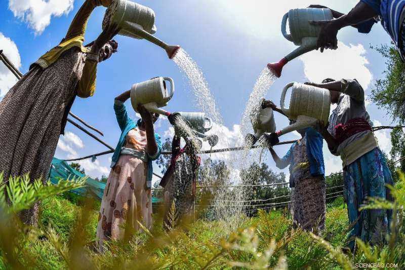 Ethiopia Advances Massive Tree-Planting Drive Amid Challenges